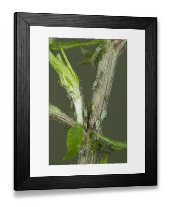 Framed Print : Slender mugwort aphid, Macrosiphoniella oblonga, on wild mugwort plant, Artemesia vulgaris Framed Print : Slender mugwort aphid, Macrosiphoniella oblonga, on wild mugwort plant, Artemesia vulgaris