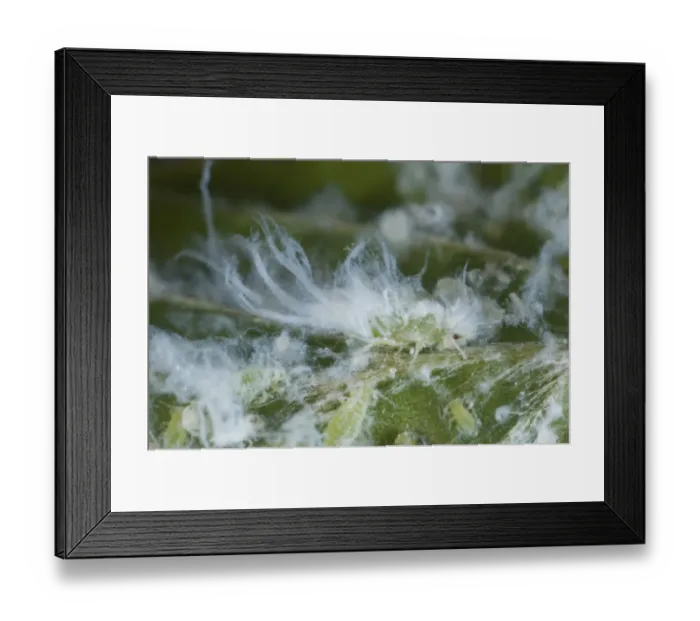 Framed Print : Woolly Beech Aphid, Phyllaphis fagi, colony on underside of young beech hedge leaves Framed Print : Woolly Beech Aphid, Phyllaphis fagi, colony on underside of young beech hedge leaves
