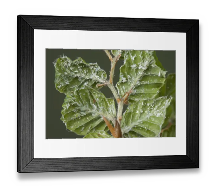 Framed Print : Woolly beech aphid, Phyllaphis fagi, on the underside of young beech hedge leaves
