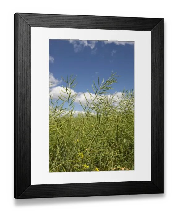 Framed Print : Oilseed Rape, Brassica napus, seeding crop shortly after flowering