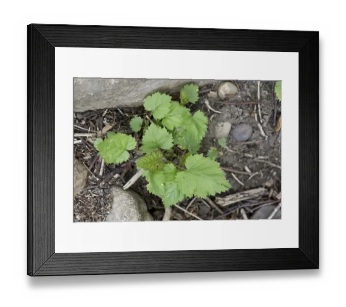 Framed Print : Bramble, Rubus fruticosa, seedlings, germinating in cleared ground Framed Print : Bramble, Rubus fruticosa, seedlings, germinating in cleared ground