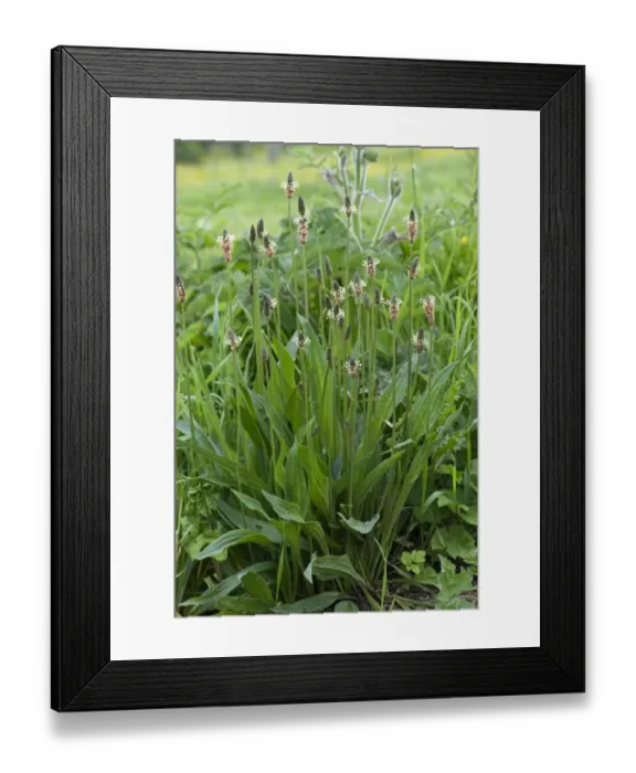 Framed Print : Ribwort Plantain, Plantago lanceolata, flowering