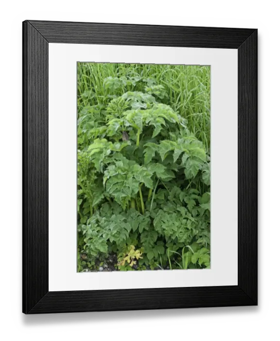 Framed Print : Hogweed, Heracleum sphondylium, bold garden weed growing on waste ground Framed Print : Hogweed, Heracleum sphondylium, bold garden weed growing on waste ground