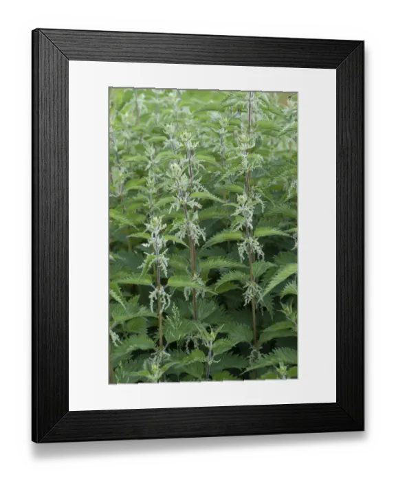Framed Print : Stinging Nettle, Urtica dioica, flowering patch Framed Print : Stinging Nettle, Urtica dioica, flowering patch