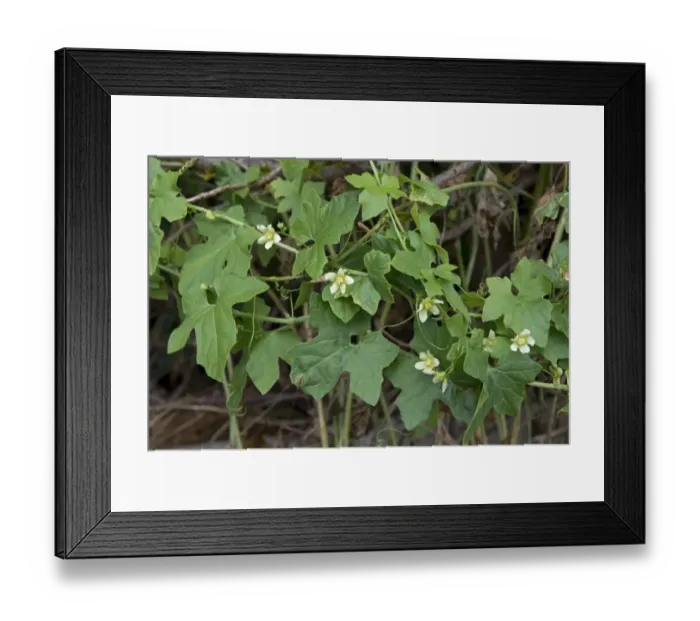 Framed Print : White Bryony, Bryonia dioica, vigorous climbing wild plant in flower on old Leylandii hedge Framed Print : White Bryony, Bryonia dioica, vigorous climbing wild plant in flower on old Leylandii hedge