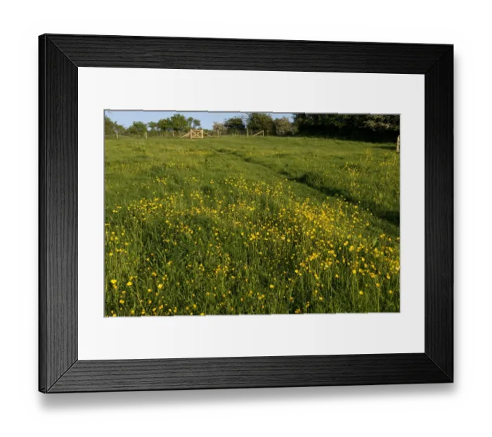Framed Print : Field Buttercup, Ranunculus acris, flowering in a meadow lit by warm evening light