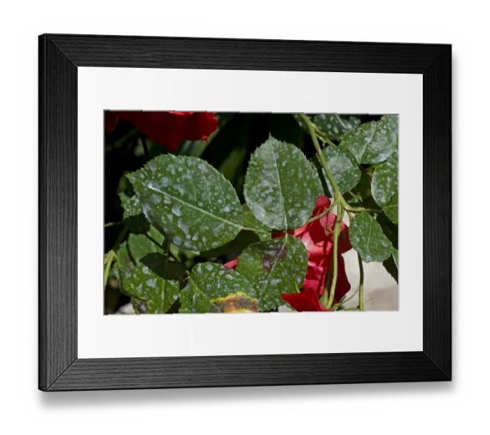 Framed Print : Spray deposit on the leaves of red climbing roses in a garden on the Bay of Naples, Italy Framed Print : Spray deposit on the leaves of red climbing roses in a garden on the Bay of Naples, Italy