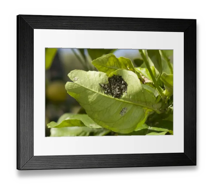 Framed Print : Woolly whitefly, Aleurothrixus floccosus, with sooty mould on the honeydew on the underside of a lemon leaf of a tree Framed Print : Woolly whitefly, Aleurothrixus floccosus, with sooty mould on the honeydew on the underside of a lemon leaf of a tree