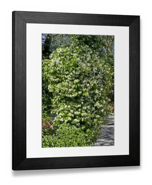 Framed Print : Flowering jasmine, Jasminum officinale, in a Mediterranean garden on the Bay of Naples near Sorrento in May Framed Print : Flowering jasmine, Jasminum officinale, in a Mediterranean garden on the Bay of Naples near Sorrento in May