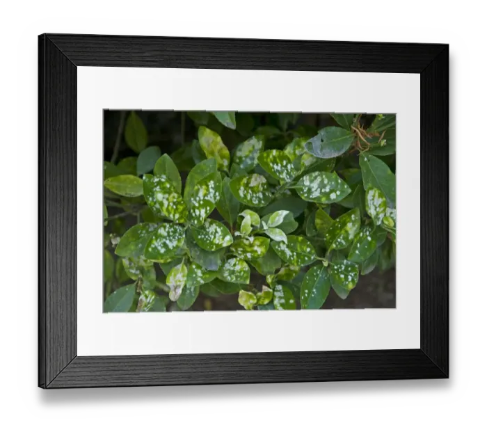 Framed Print : Powdery mildew, Erysiphe euonymicola, white spotting on the leaves of a Euonymus foliage garden shrub in Ravello, Italy