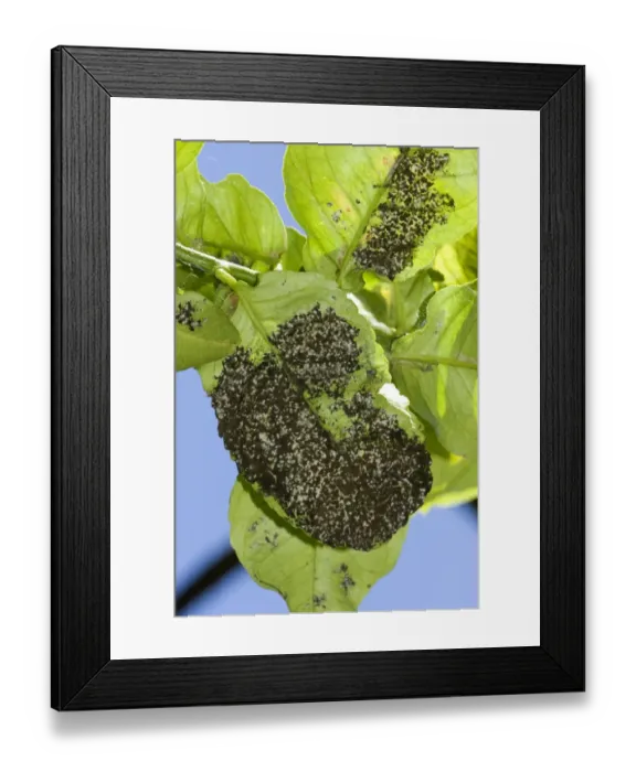 Framed Print : Woolly whitefly, Aleurothrixus floccosus, with sooty mould on the honeydew on the underside of a lemon leaf of a tree Framed Print : Woolly whitefly, Aleurothrixus floccosus, with sooty mould on the honeydew on the underside of a lemon leaf of a tree