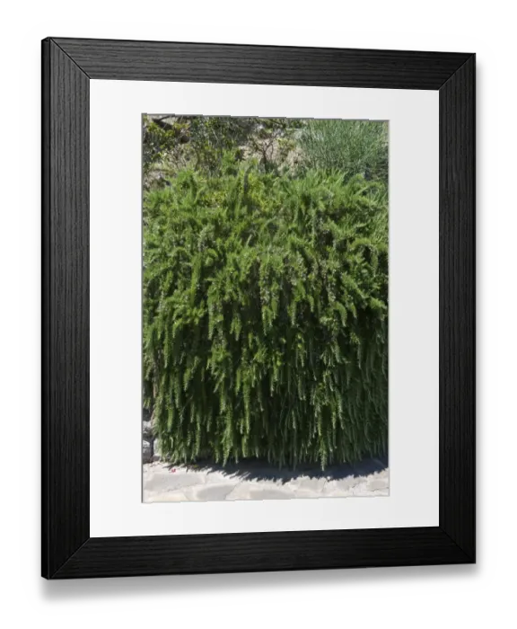 Framed Print : Trailing Rosemary, Rosmarinus officinalis prostratus, flowering herb in a Mediterranean garden on the Bay of Naples Framed Print : Trailing Rosemary, Rosmarinus officinalis prostratus, flowering herb in a Mediterranean garden on the Bay of Naples