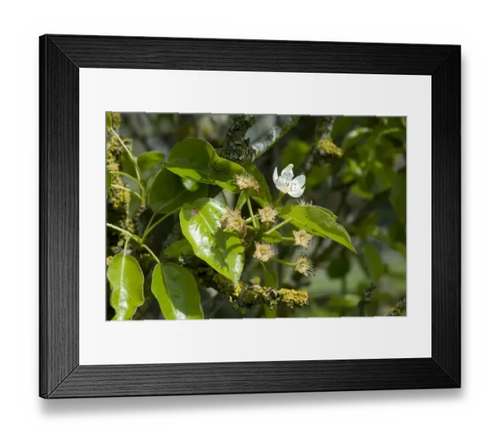 Framed Print : Common Pear (Pyrus communis) fruitset and single flower on tree after petal fall with young leaves in spring Framed Print : Common Pear (Pyrus communis) fruitset and single flower on tree after petal fall with young leaves in spring