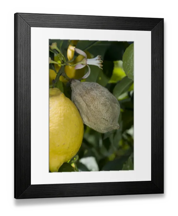 Framed Print : Grey mould, Botrytis cinerea, rotted lemon fruit on the tree, Campania, Italy, May Framed Print : Grey mould, Botrytis cinerea, rotted lemon fruit on the tree, Campania, Italy, May