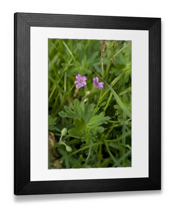 Framed Print : Dove s-foot cranesbill, Geranium molle, pink flowers and leaves