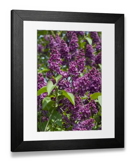 Framed Print : Common Lilac, Syringa vulgaris, flowering tree in spring Framed Print : Common Lilac, Syringa vulgaris, flowering tree in spring