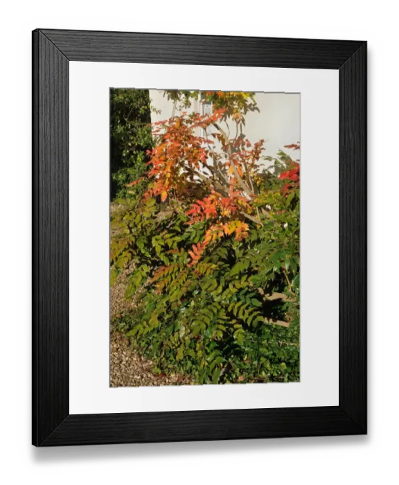 Framed Print : Mahonia, Mahonia x media, Autumn reds and yellows on garden shrub Framed Print : Mahonia, Mahonia x media, Autumn reds and yellows on garden shrub
