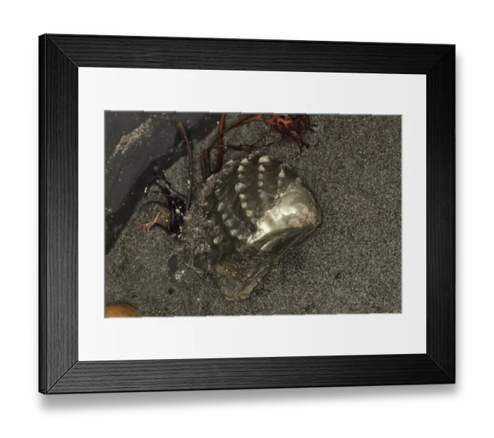 Framed Print : Saltwater Clam (Myophorella sp. ) shell fossil, Kimmeridge Bay, Isle of Purbeck, Dorset, England, October Framed Print : Saltwater Clam (Myophorella sp. ) shell fossil, Kimmeridge Bay, Isle of Purbeck, Dorset, England, October