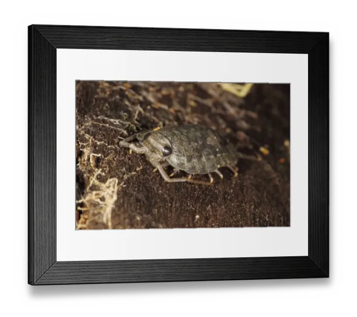 Framed Print : Sea Slater (Ligia oceanica) adult, under driftwood on strandline, Broad Bench, Kimmeridge Bay, Isle of Purbeck, Dorset