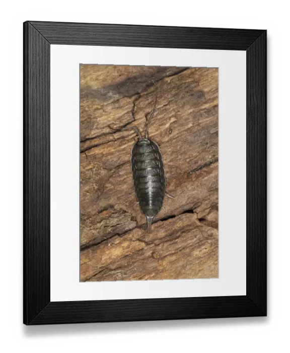 Framed Print : Sea Slater (Ligia oceanica) adult, under driftwood on strandline, Broad Bench, Kimmeridge Bay, Isle of Purbeck, Dorset Framed Print : Sea Slater (Ligia oceanica) adult, under driftwood on strandline, Broad Bench, Kimmeridge Bay, Isle of Purbeck, Dorset