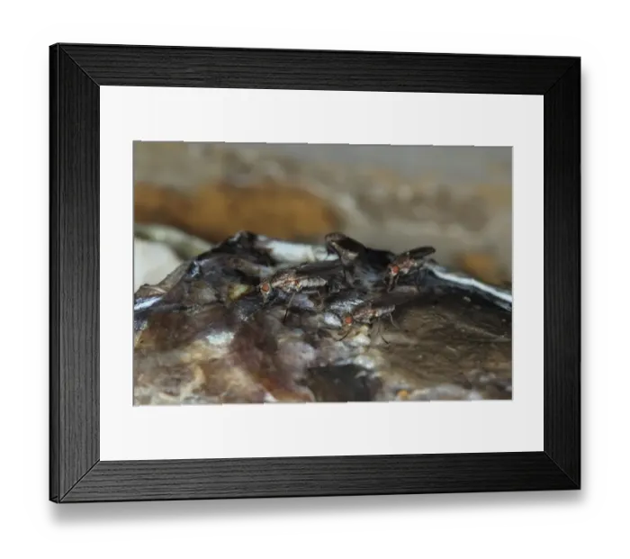 Framed Print : Seaweed Fly (Fucellia tergina) four adults, feeding on dead Mullet, Kimmeridge Bay, Dorset, England, September Framed Print : Seaweed Fly (Fucellia tergina) four adults, feeding on dead Mullet, Kimmeridge Bay, Dorset, England, September