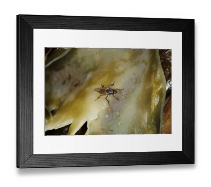 Framed Print : Bristly-legged Seaweed Fly (Coelopa frigida) adult, resting on seaweed, Kimmeridge Bay, Dorset, England, October Framed Print : Bristly-legged Seaweed Fly (Coelopa frigida) adult, resting on seaweed, Kimmeridge Bay, Dorset, England, October