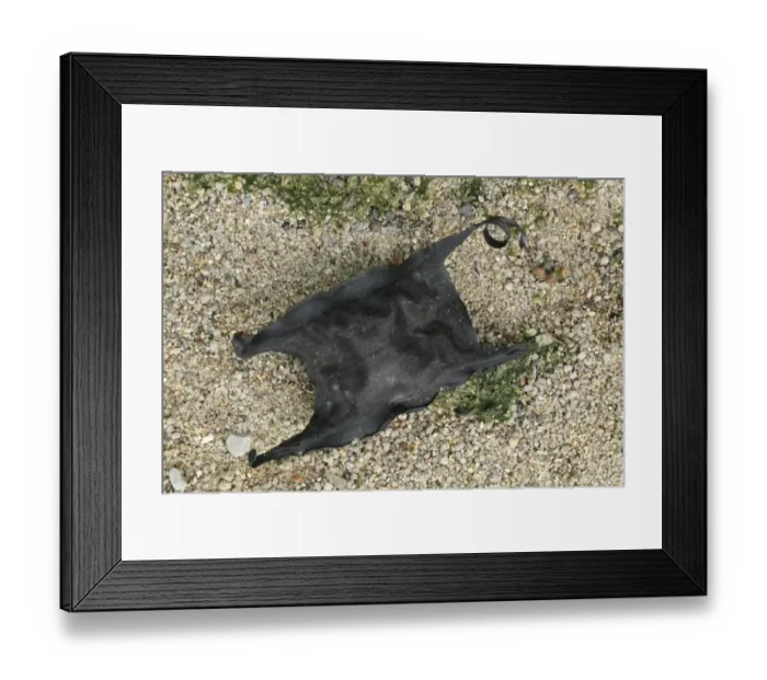 Framed Print : Bottlenose Skate (Rostroraja alba) Mermaids Purse eggcase (collection image) Framed Print : Bottlenose Skate (Rostroraja alba) Mermaids Purse eggcase (collection image)