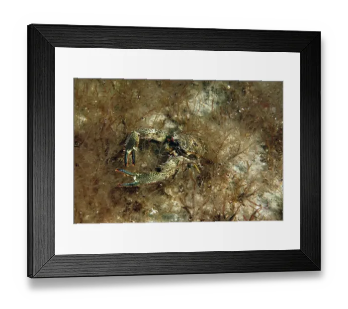 Framed Print : Montagus Plated Lobster (Galathea squamifera) adult, Kimmeridge Bay, Isle of Purbeck, Dorset, England, September