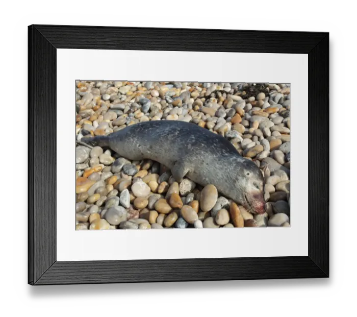 Framed Print : Common Seal (Phoca vitulina) dead adult, washed up on pebble beach, Chesil Beach, Dorset, England, August Framed Print : Common Seal (Phoca vitulina) dead adult, washed up on pebble beach, Chesil Beach, Dorset, England, August