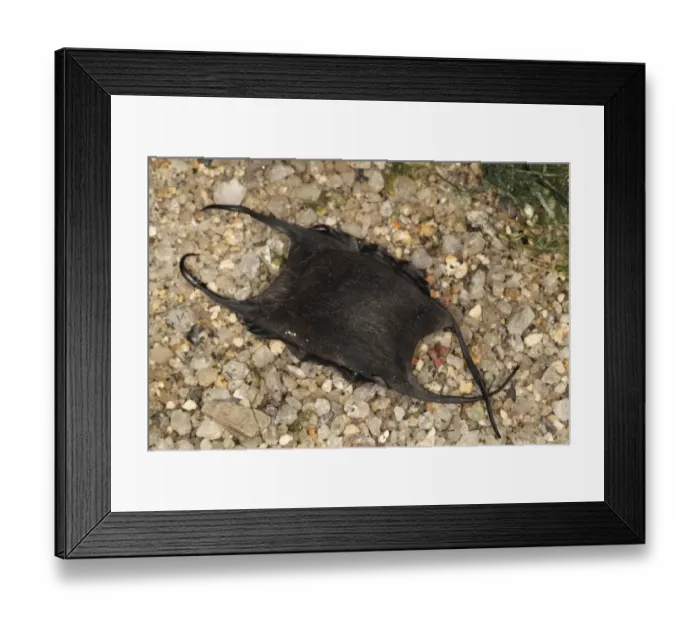 Framed Print : Starry Ray (Amblyraja radiata) Mermaids Purse eggcase (collection image)