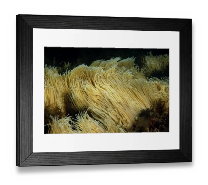 Framed Print : Snakelocks Anemone (Anemonia viridis) adults, group with tentacles extended, Kimmeridge Bay, Isle of Purbeck, Dorset Framed Print : Snakelocks Anemone (Anemonia viridis) adults, group with tentacles extended, Kimmeridge Bay, Isle of Purbeck, Dorset