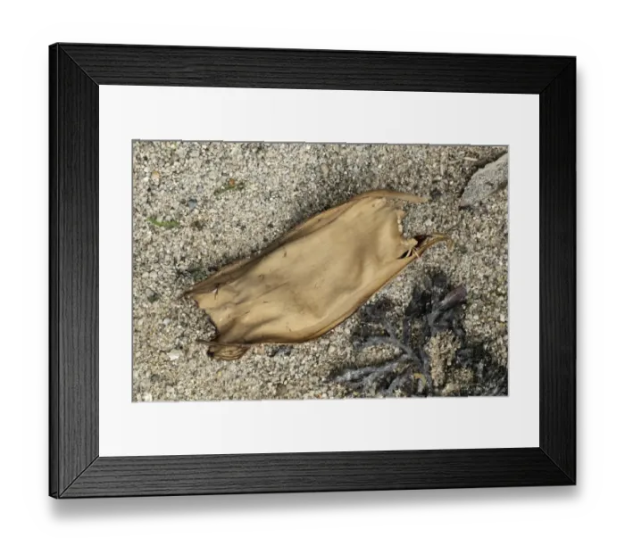 Framed Print : Common Skate (Dipturus batis) Mermaids Purse eggcase (collection image) Framed Print : Common Skate (Dipturus batis) Mermaids Purse eggcase (collection image)