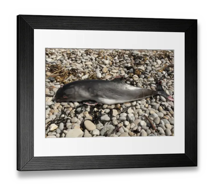Framed Print : Common Porpoise (Phocoena phocoena) dead adult, washed up on pebble beach, Chesil Beach, Dorset, England, August Framed Print : Common Porpoise (Phocoena phocoena) dead adult, washed up on pebble beach, Chesil Beach, Dorset, England, August