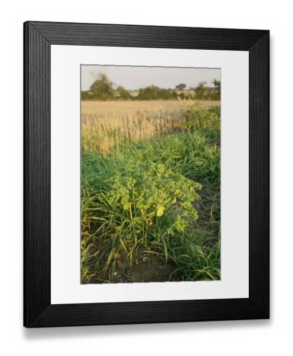 Framed Print : Sun Spurge (Euphorbia helioscopia) in fruit, growing on headland at edge of stubble field, Mendlesham, Suffolk