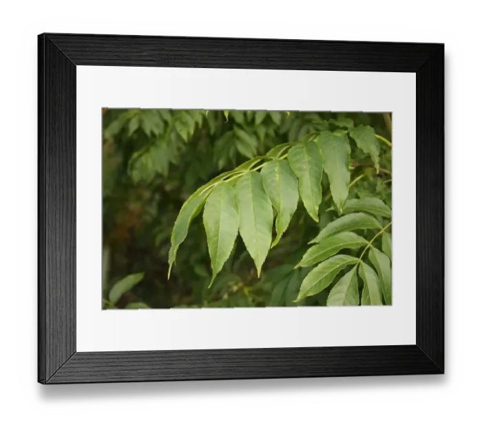 Framed Print : Common Ash (Fraxinus excelsior) close-up of leaves, growing in woodland, Vicarage Plantation, Mendlesham, Suffolk Framed Print : Common Ash (Fraxinus excelsior) close-up of leaves, growing in woodland, Vicarage Plantation, Mendlesham, Suffolk