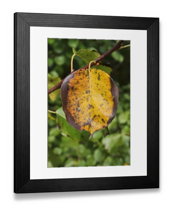 Framed Print : Wild Pear (Pyrus pyraster) close-up of leaf in autumn colour, growing in woodland, Vicarage Plantation, Mendlesham Framed Print : Wild Pear (Pyrus pyraster) close-up of leaf in autumn colour, growing in woodland, Vicarage Plantation, Mendlesham