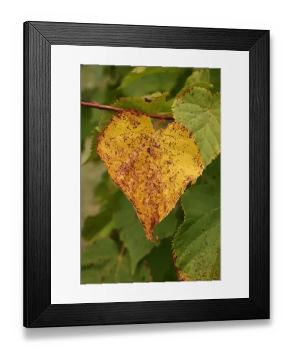 Framed Print : Small-leaved Lime (Tilia cordata) close-up of leaf in autumn colour, growing in woodland, Vicarage Plantation Framed Print : Small-leaved Lime (Tilia cordata) close-up of leaf in autumn colour, growing in woodland, Vicarage Plantation