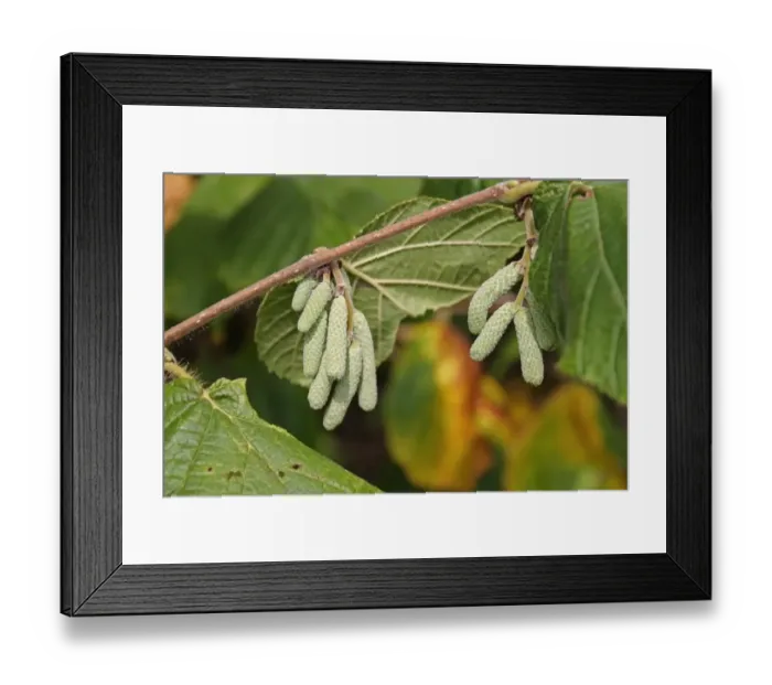 Framed Print : Common Hazel (Corylus avellana) close-up of male catkins, growing in woodland, Vicarage Plantation, Mendlesham Framed Print : Common Hazel (Corylus avellana) close-up of male catkins, growing in woodland, Vicarage Plantation, Mendlesham