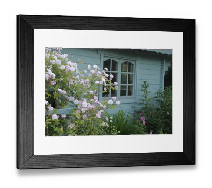 Framed Print : Cultivated Rambling Rose (Rosa sp. ) David Austin, flowering, growing on trellis beside wooden summerhouse in garden