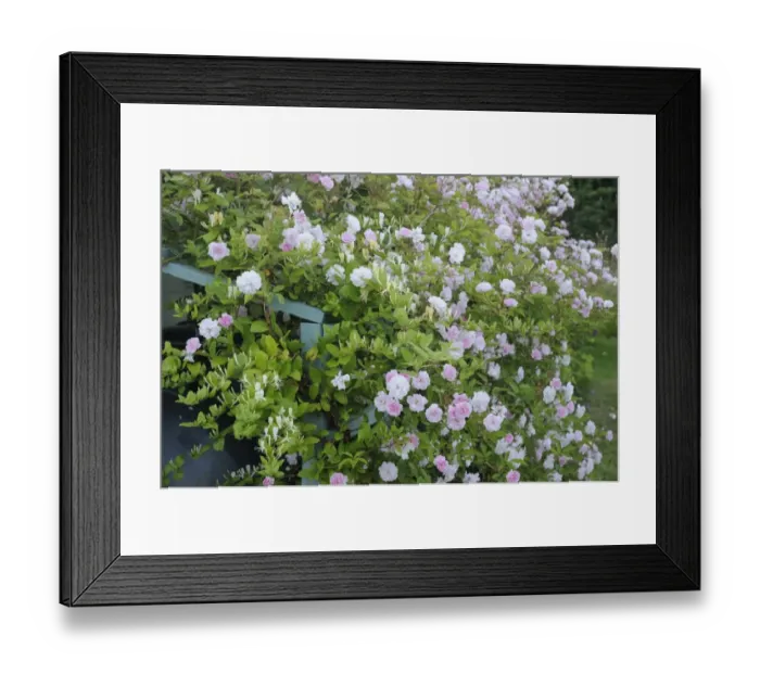 Framed Print : Cultivated Rambling Rose (Rosa sp. ) David Austin, flowering, growing on trellis in garden, Bentley, Suffolk, England Framed Print : Cultivated Rambling Rose (Rosa sp. ) David Austin, flowering, growing on trellis in garden, Bentley, Suffolk, England