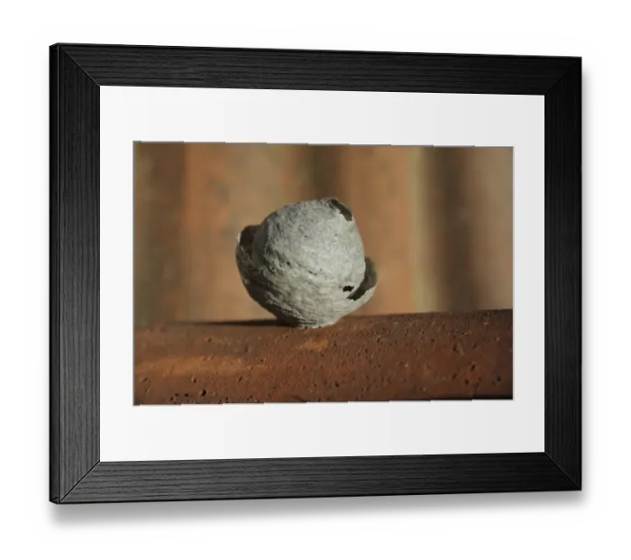 Framed Print : Common Wasp (Vespula vulgaris) nest in early stages, on underside of roof tile, Bentley, Suffolk, England, April Framed Print : Common Wasp (Vespula vulgaris) nest in early stages, on underside of roof tile, Bentley, Suffolk, England, April