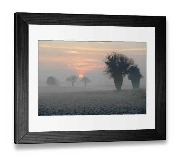 Framed Print : Common Oak (Quercus robur) habit, silhouetted at edge of frost covered arable fields in morning mist at sunrise Framed Print : Common Oak (Quercus robur) habit, silhouetted at edge of frost covered arable fields in morning mist at sunrise