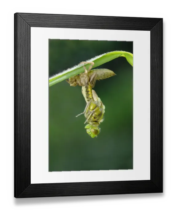 Framed Print : Broad-bodied Chaser (Libellula depressa) adult female, emerging from exuvia Framed Print : Broad-bodied Chaser (Libellula depressa) adult female, emerging from exuvia