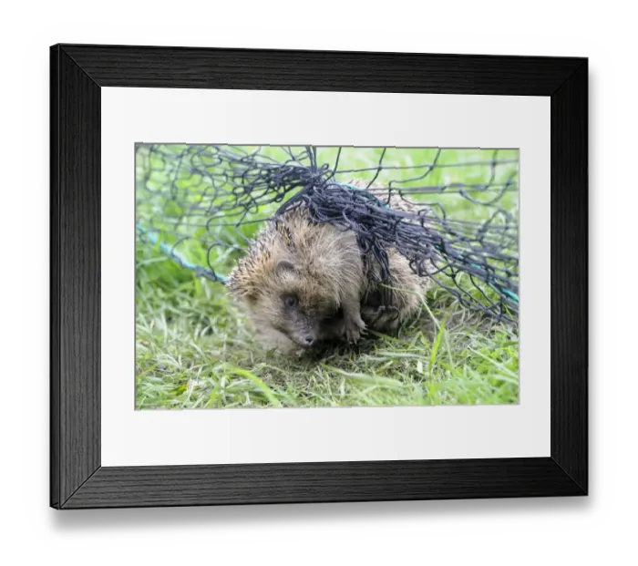 Framed Print : European Hedgehog (Erinaceus europaeus) adult, tangled in garden cricket net, Bentley, Suffolk, England, May Framed Print : European Hedgehog (Erinaceus europaeus) adult, tangled in garden cricket net, Bentley, Suffolk, England, May