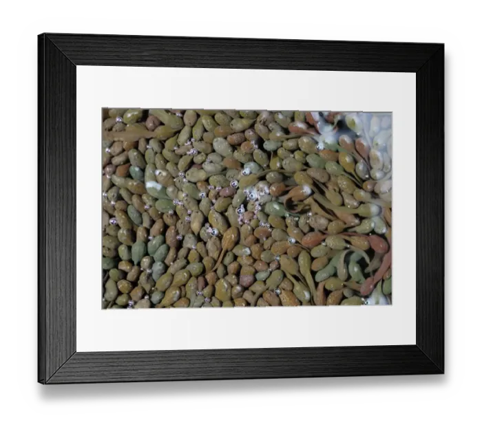 Framed Print : Common Frog (Rana temporaria) tadpoles, mass clustered together after hatching, in shallow area of garden pond Framed Print : Common Frog (Rana temporaria) tadpoles, mass clustered together after hatching, in shallow area of garden pond