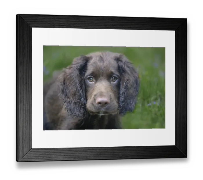 Framed Print : Domestic Dog, English Cocker Spaniel, working type, male puppy, ten-weeks old, close-up of head, Bentley, Suffolk