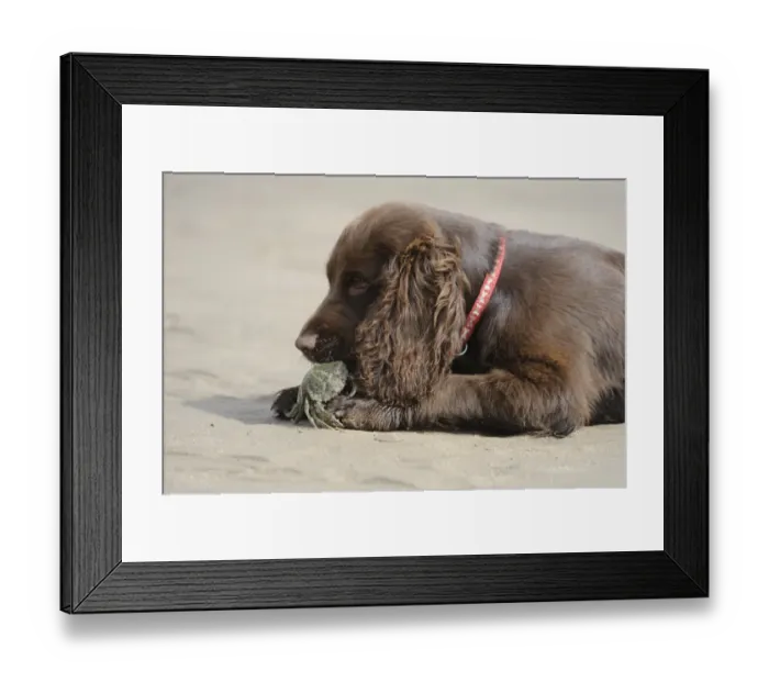 Framed Print : Domestic Dog, English Cocker Spaniel, working type, male puppy, sixteen-weeks old Framed Print : Domestic Dog, English Cocker Spaniel, working type, male puppy, sixteen-weeks old