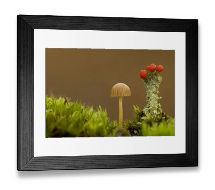 Framed Print : Yellowleg Bonnet (Mycena epipterygia) fruiting body, growing beside Lichen (Cladonia sp. ), Derbyshire, England, October Framed Print : Yellowleg Bonnet (Mycena epipterygia) fruiting body, growing beside Lichen (Cladonia sp. ), Derbyshire, England, October