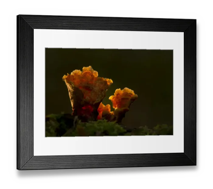 Framed Print : Hairy Stereum (Stereum hirsutum) fruiting bodies, backlit, Sheffield, South Yorkshire, England, November Framed Print : Hairy Stereum (Stereum hirsutum) fruiting bodies, backlit, Sheffield, South Yorkshire, England, November