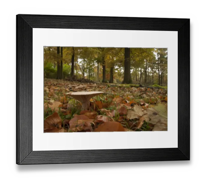Framed Print : Trooping Funnel (Clitocybe geotropa) fruiting bodies, growing amongst fallen leaves in woodland habitat, Derbyshire